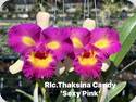 Rlc. Thaksina Candy Sexy Pink